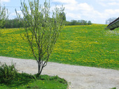 Blumenwiese hinter dem Haus